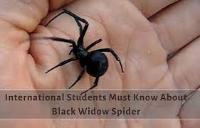 The black widow spider is considered the most venomous bug in north america. What International Students Must Know About Black Widow Spider When Travelling To North America Freeeducator Com