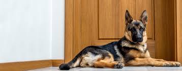 How To Crate Train A German Shepherd Puppy At Night Wag This breed is large, agile, and strong. how to crate train a german shepherd