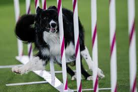 The 2021 dog show is set for saturday, june 12 and sunday, june 13. 5upmfomw0coxjm