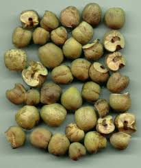 Image result for Spirostachys