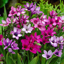 Image result for Babiana