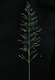 Image result for Eragrostis congesta