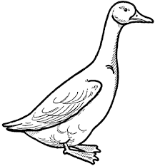 Drawing A Goose How To Draw Geese Step By Step Tutorial How To Draw Step By Step Drawing Tutorials Goose Drawing Animal Drawings How To Draw Steps