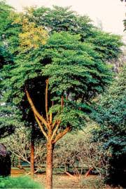 Image result for Astropanax