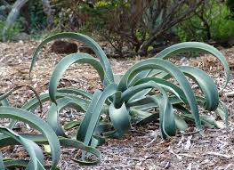 Image result for Stemodia serrata