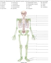 Human skeleton system hip with labels anatomy stock photo. Label The Illustration Of The Skeletal System Using Chegg Com