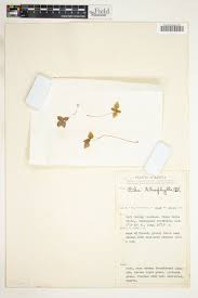 Image result for Pilea tetraphylla