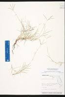 Image result for Cynodon aethiopicus