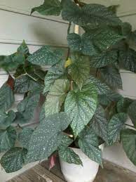 Angel Wing Begonia Questions Begonia Forum Gardenweb Begonia House Plant Care House Plants Indoor