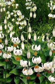 Image result for Lilium martagon `Manitoba Fox`