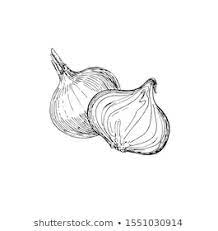 Onion Sketch Images Stock Photos Vectors Shutterstock Onion Drawing Line Art Art Style