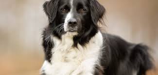 (usbcc) in january of 1999. Border Collie Steckbrief Charakter Wesen Haltung