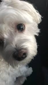 Most Important Dog Training Tip Become The Pack Leader Yavru Kopek Sevimli Kopek Yavrulari Hayvan Bebekler