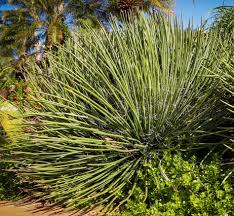 Image result for Cyanotis longifolia