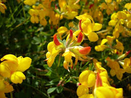 Check spelling or type a new query. California Native Plants List The Arboretum