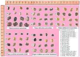 Image result for Vigna reticulata