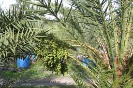 These pests feed under the bark of trees, weakening them and leading to death. Medjool Date Palm Hardy Palm Tree Farm