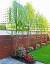 Privacy Trees Along Fence Line