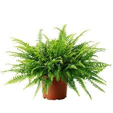 Maybe you would like to learn more about one of these? 9 Jenis Tanaman Hias Pembersih Udara