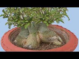 Pin On Adenium Desert Rose
