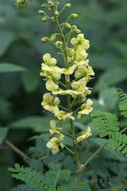 Image result for Caesalpinia decapetala