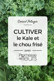 La Culture Du Kale Et Du Chou Frise Potager Chou Frise Jardinage Urbain
