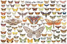 36 X 24 Moths Of The World Poster