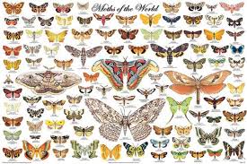 36 x 24 moths of the world poster