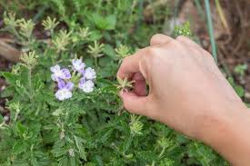 How To Care For Verbena Flowers Hunker Verbena Plant Flower Care Verbena