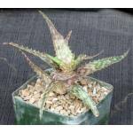 Image result for Aloe mossurilensis