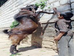 This goat breed is in very high demand in the. Guess Why Goats Are Not Selling Like Hot Cakes This Year