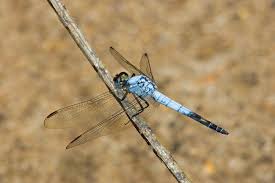 Black And Yellow Dragonfly California Black Tailed Skimmer Dragonfly Damselfly Photo
