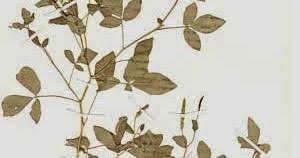 Image result for Cleome aculeata