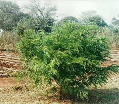 Image result for Cassia angolensis