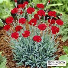 Fire Star Dianthus High Country Gardens Dianthus Flowers Landscaping With Rocks