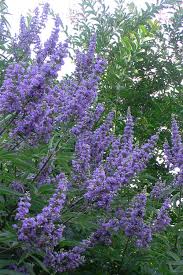 Image result for Vitex