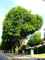 Image result for Pterocarpus indicus