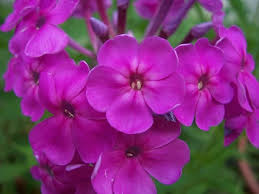 How To Care For Phlox Garden Guides Phlox Flowers Building Raised Garden Beds Flower Care