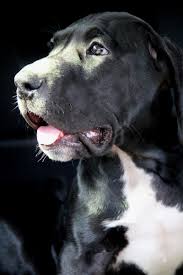 Pin En Great Dane