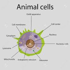 Lysosomes are the primary catabolic compartments of eukaryotic cells. The Internal Structure Of An Animal Cell Illustration Royalty Free Cliparts Vectors And Stock Illustration Image 38636157