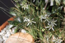 Image result for Drimia calcarata