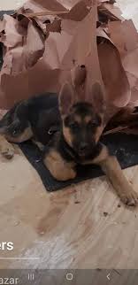 Start with the delivery company. Family S Puppies Stolen From Front Lawn In Northeast Park Hill Fox31