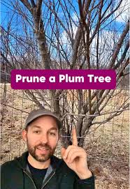 Image result for pruning plum trees