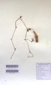 Image result for Corallocarpus welwitschii