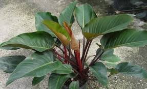 Philodendron Rojo Congo Is A Large Plant With Thick Shiny Smooth Edged Leaves Philodendron Plants Trees To Plant