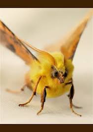 Black And Yellow Hairy Caterpillar Yellow Moth Animals Cute Moth Moth