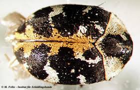 Um teppichkäfer loszuwerden, brauchst du nicht unbedingt zur chemiekeule zu greifen. Teppichkafer Anthrenus Scrophulariae Institut Fur Schadlingskunde