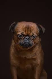 The Dogs Show Photographers Explore The Amazing World Of Dog Breeds In 2020 Dog Show Dogs Dog Breeds