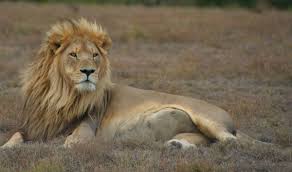 The Fast, Furious, and Brutally Short Life of an African Male Lion – The  Wire Science