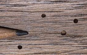 This is quite the jump in power from earlier whips; Blog What To Do If You Are Seeing Signs Of Powderpost Beetles Around Your Virginia Home